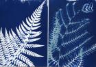 Fern and bracken, 2013 (cyanotype)