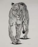 Pride Matriarch, 2005, (Charcoal on paper)