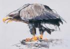 White tailed Sea Eagle, 2001 (charcoal & conte on paper)