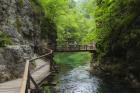 Visitors walking on wooden walkways which run the length of the Vintgar Gorge near Bled, Triglav, National Park, Upper Carniola, Slovenia (photo)