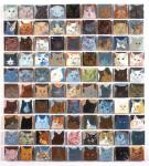 90 Cats, 2010 (oil on board)