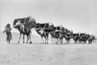 Camel caravan of pilgrims to Mecca, c.1910 (b/w photo)