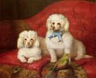 A Pair of Poodles