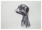 Meerkat,2016,(biro on paper)