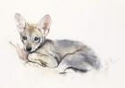 Curled Arabian Wolf Pup, 2009 (conte & charcoal on paper)