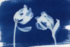 Tulips, 2013 (cyanotype)