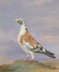 Grizzle Carrier Pigeon (oil on canvas)