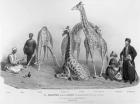 The Giraffes with the Arabs who brought them over to this country, Zoological Gardens, Regent's Park, 1836 (litho) (b/w photo)