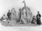 The Giraffes with the Arabs who brought them over to this country, Zoological Gardens, Regent's Park, 1836 (litho) (b/w photo)