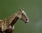 Horse's Head (bronze) (detail of 335585)