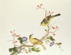 Yellow Wagtail with blue head, Ch'ien-lung period (1736-96) (colour on paper)