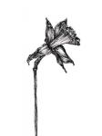 Daffodil, Black Ink Floral Series, 2017, (pigment ink)