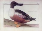 A Northern Shoveler (w/c on vellum)