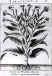 A Tobacco Plant, 1622 (engraving) (b/w photo)
