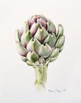 Artichoke Study, 1993 (w/c)