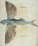 Flying-Fish (litho)