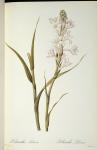 Polianthes Tuberosa, from `Les Liliacees', 1806 (coloured engraving)