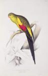 Black-Tailed Parakeet (colour litho)