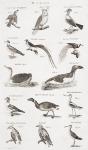 Different types of birds (engraving)