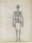 The Human Skeleton, anterior view, from the series 'A Comparative Anatomical Exposition of the Structure of the Human Body with that of a Tiger and a Common Fowl', 1795-1806 (graphite on paper)
