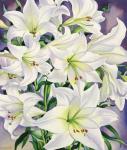 White Lilies, 2008 (w/c on paper)
