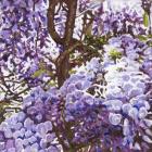 Blue wisteria, 2011, (oil on canvas)