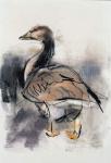 Spitalfields Goose, 1997 (graphite and conte on paper)