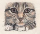 Tabbycat Face, 1990 (coloured pencil)