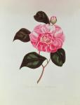 Camellia: Dorsetti Parthoniana, from "Iconographie du Genre Camellia", by J.J.Jung, Paris, 1841-43