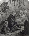 'London' Monkeys (engraving) (b/w photo)