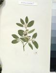 Botanical drawing, illustration from Forty-one Botanical drawings with Notes (graphite, w/c and b/c on paper)