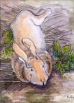 Holly,the Giant Continental Rabbit, 2002, (pencil and water colour)