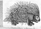 Porcupine, from 'Historia Animalium' by Conrad Gesner (1516-65) 1551 (engraving) (b/w photo)