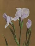 Iris Kaempfer, 1896 (hand-coloured collotype)