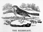 The Redbreast, illustration from 'The History of British Birds' by Thomas Bewick, first published 1797 (woodcut)