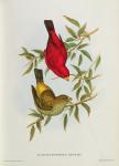 Haematospiza Sipahi, illustration from 'Birds of Asia', Vol. I, Parts I-VI,by John Gould, 1850-54 (colour litho)