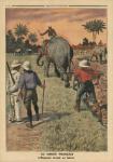 In French Congo, elephant trained to ploughing, illustration from 'Le Petit Journal', supplement illustre, 15th January 1911 (colour litho)