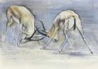 Sand Gazelles, 2009 (conte & charcoal on paper)