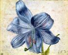 Study of a lily, 1526 (w/c on paper)