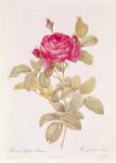 Rosa Gallica Pontiana, from 'Les Roses' by Claude Antoine Thory (1757-1827) engraved by Eustache Hyacinthe Langlois (1777-1837) (coloured engraving)