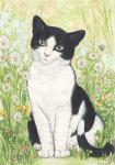 Black and White Cat with Daisies, 1995, (watercolour and pencil)