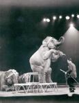 Elephant performing in a Circus (b/w photo)
