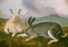 Arctic Hare, c.1841 (pen and black ink with watercolor and oil paint on paper)