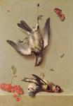 Still Life of Dead Birds and Cherries, 1712 (oil on canvas)