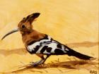 Hoopoe, 2016, (oil on canvas)