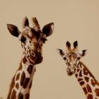 Giraffe pair, 2013, (oil on canvas)