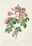 Rosa Mollissima, from 'Les Roses' by Claude Antoine Thory (1757-1827) engraved by Victor, 1817 (coloured engraving)