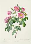 Rosa Mollissima, from 'Les Roses' by Claude Antoine Thory (1757-1827) engraved by Victor, 1817 (coloured engraving)