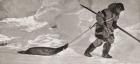 Vilhjalmur Stefansson, 1879  1962. Canadian Arctic explorer and ethnologist. Seen here dragging a seal back to camp during his Canadian Arctic Expedition,1913-1916. From Heroes of Modern Adventure, published 1927