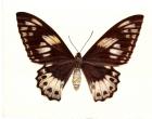 Birdwing Butterfly, Ornithoptera priamus, female, 2006 (w/c on paper)